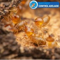 247 Termite Control Adelaide image 2